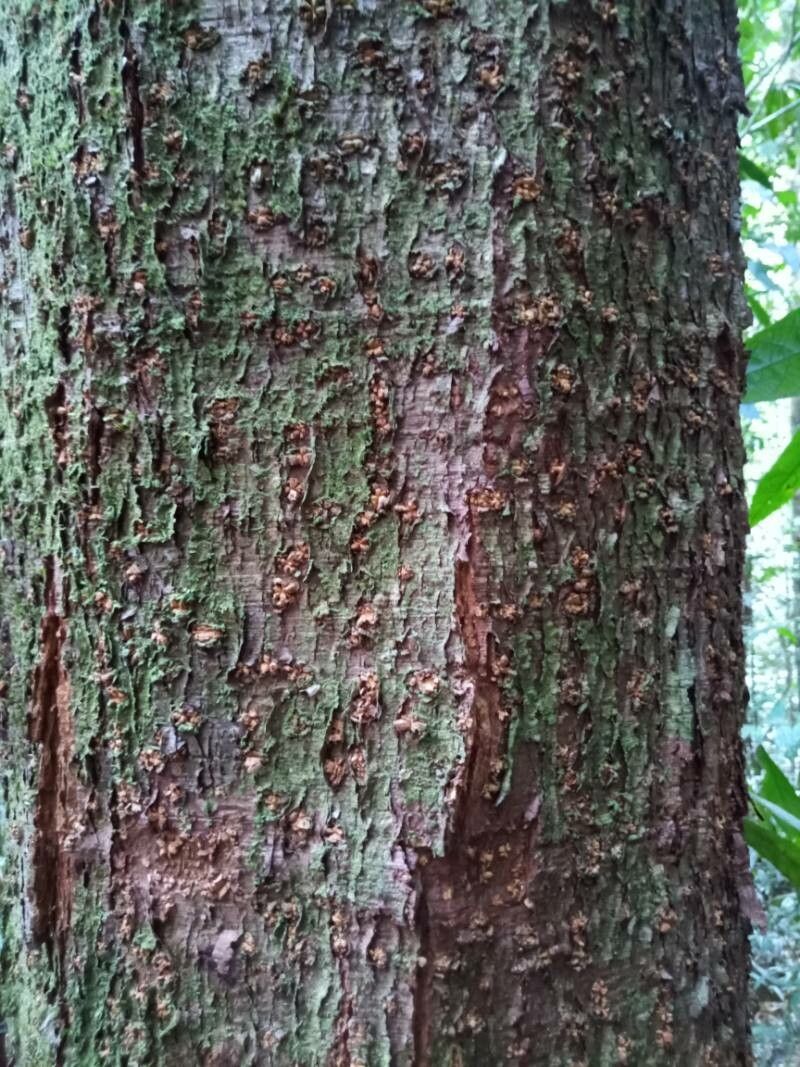 Dipterocarpus rigidus — search result for 'Dipterocarpus'