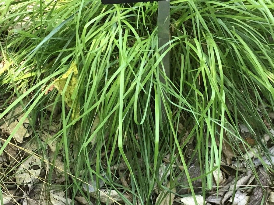 Briza media — related species from the same genus