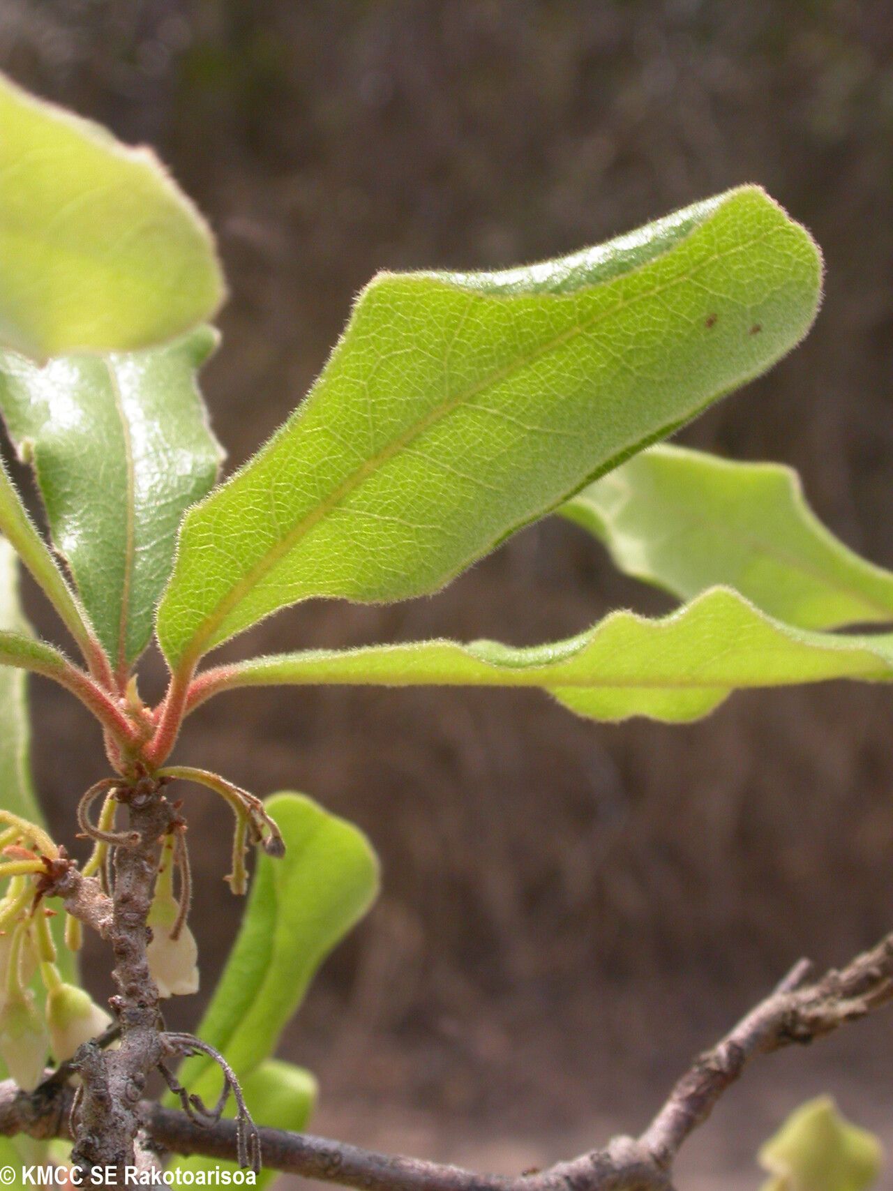 Diospyros greveana — houseplant care guide