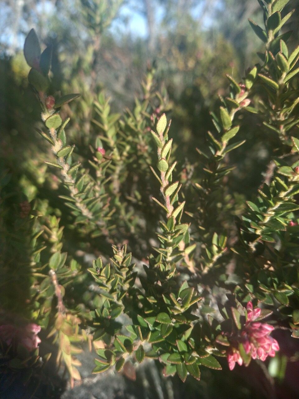 Vaccinium floribundum leaf