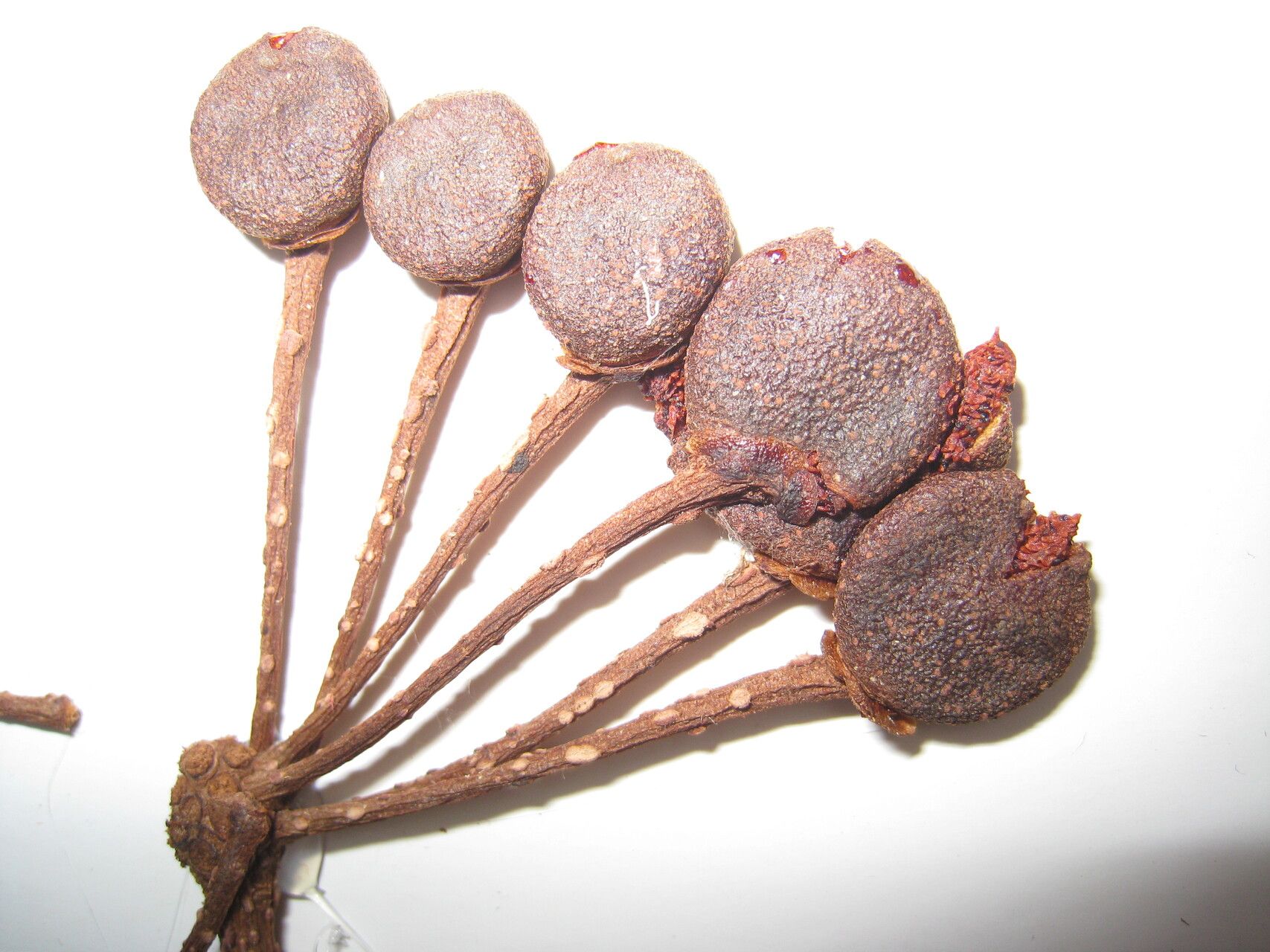 Marcgravia pedunculosa other