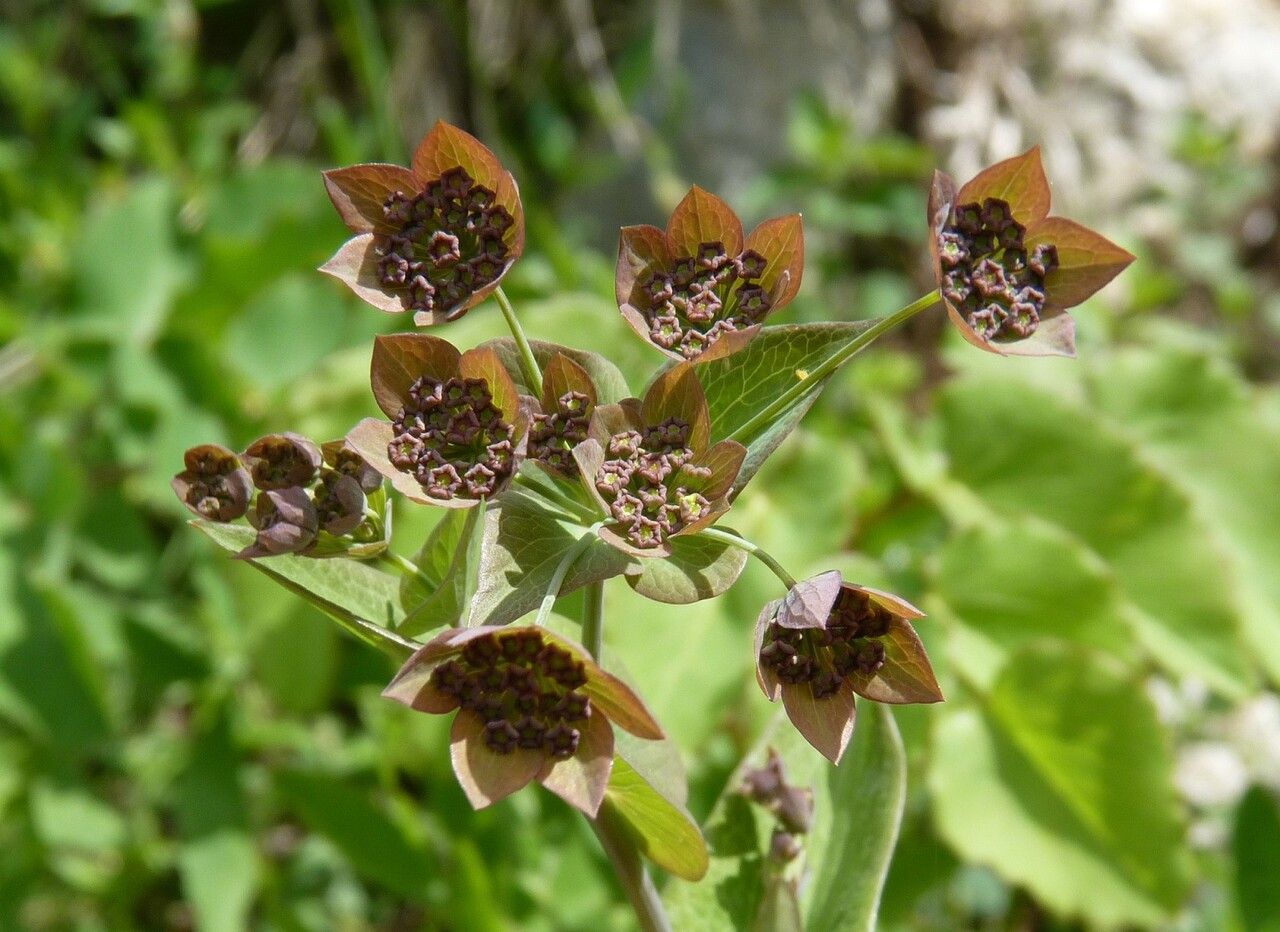 Bupleurum longifolium flower