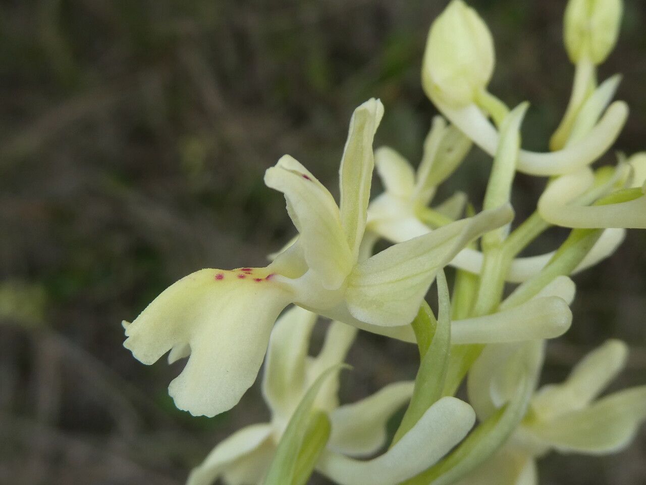 Orchis provincialis flower