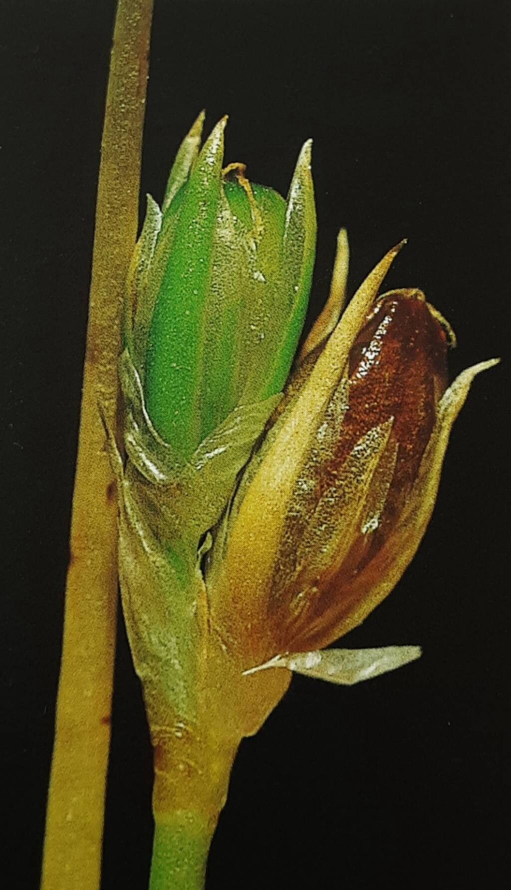 Juncus ranarius — search result for 'Juncus'