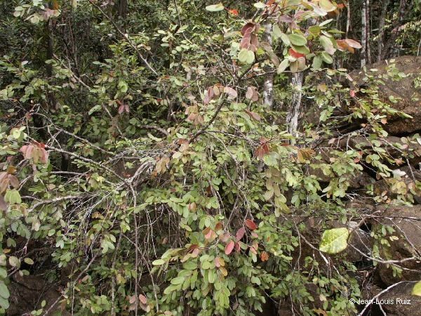 Phyllanthus tiebaghiensis habit