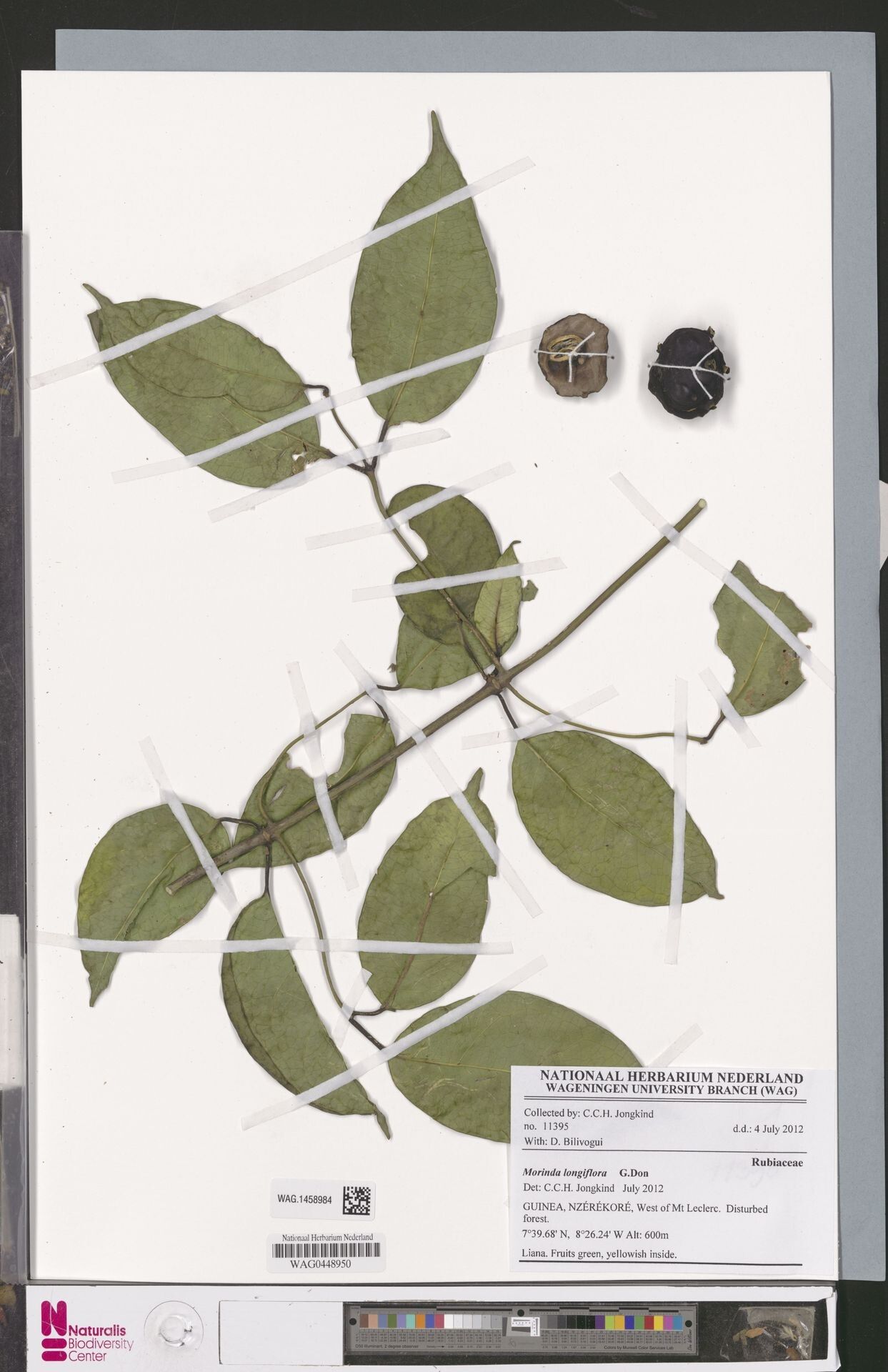 Morinda longiflora — houseplant care guide