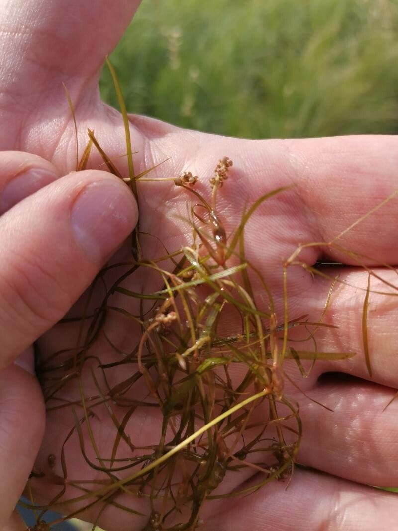 Potamogeton pusillus flower
