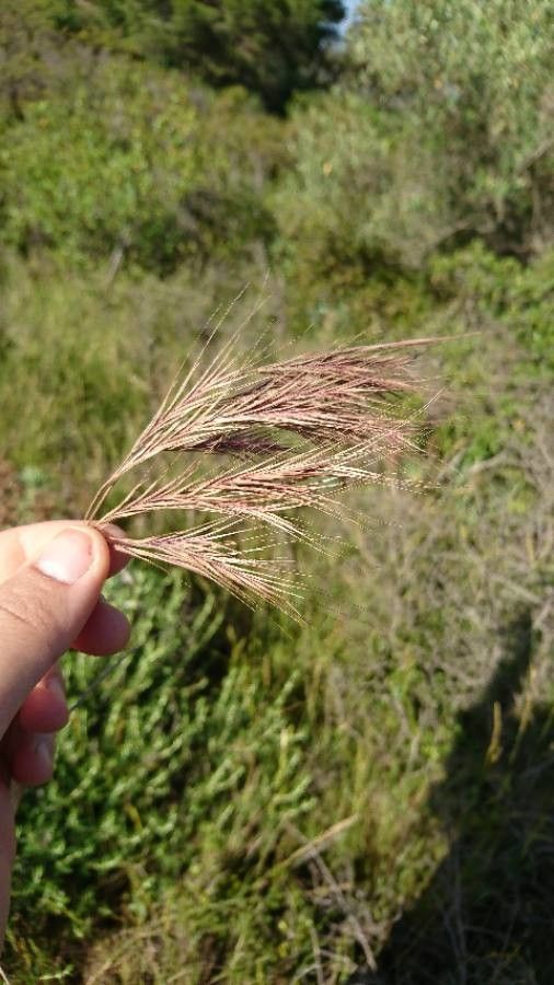 Vulpia ligustica flower