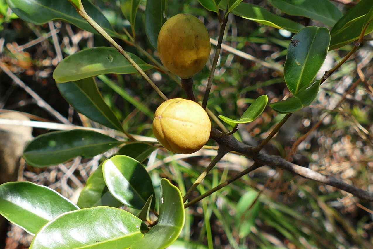 Dysoxylum canalense fruit