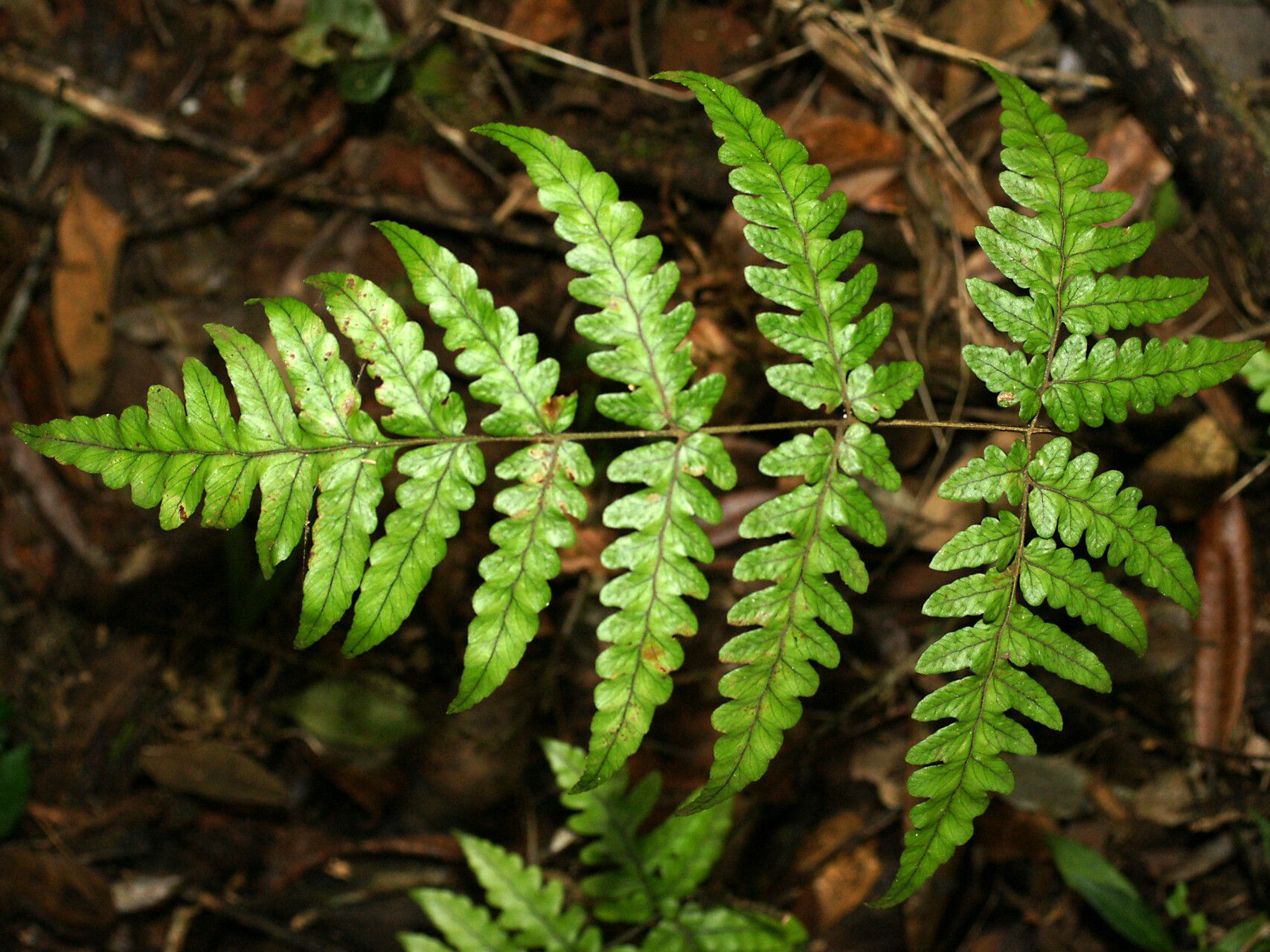 Parapolystichum pseudoperrierianum — houseplant care guide