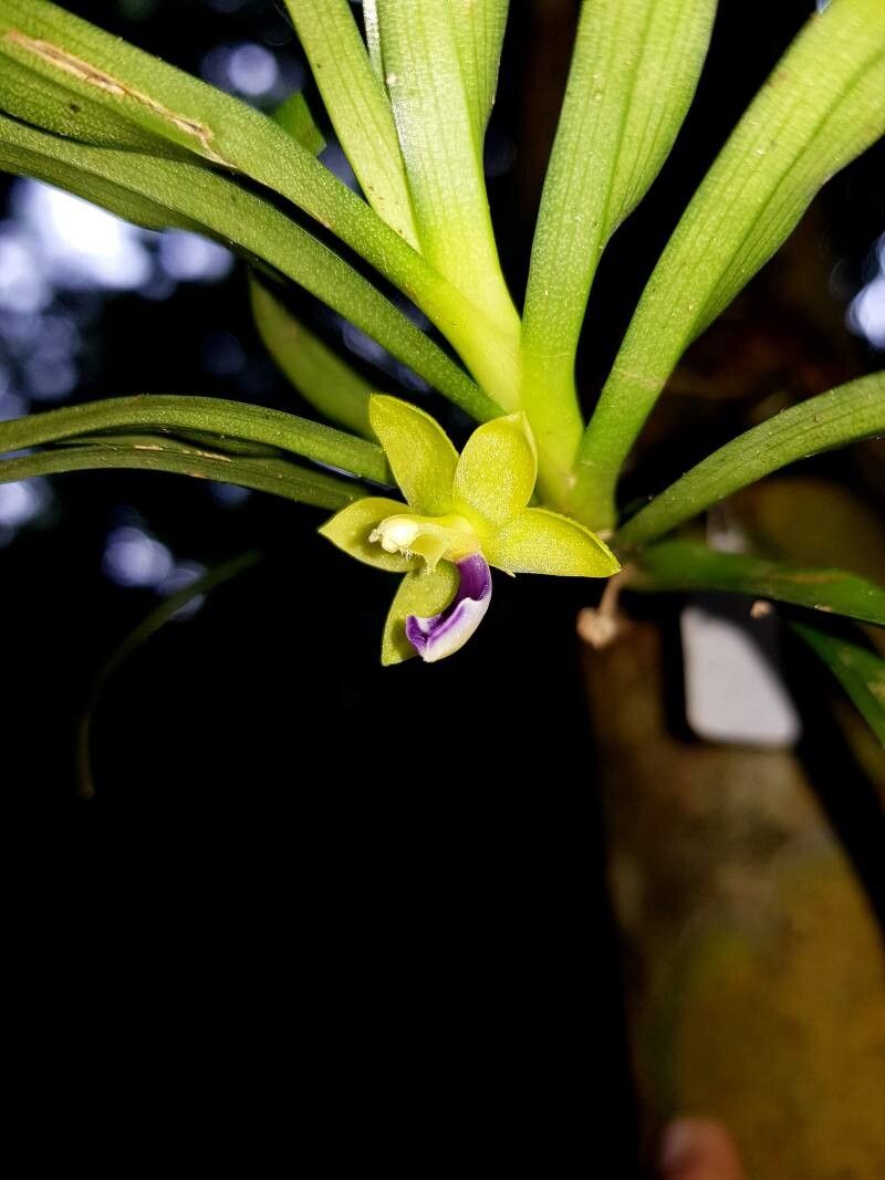 Dichaea trulla flower