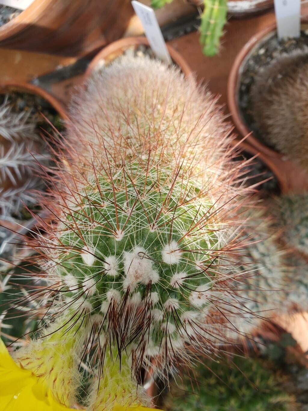 Parodia commutans — houseplant care guide