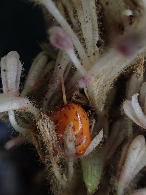 Palisota decumbens — houseplant care guide