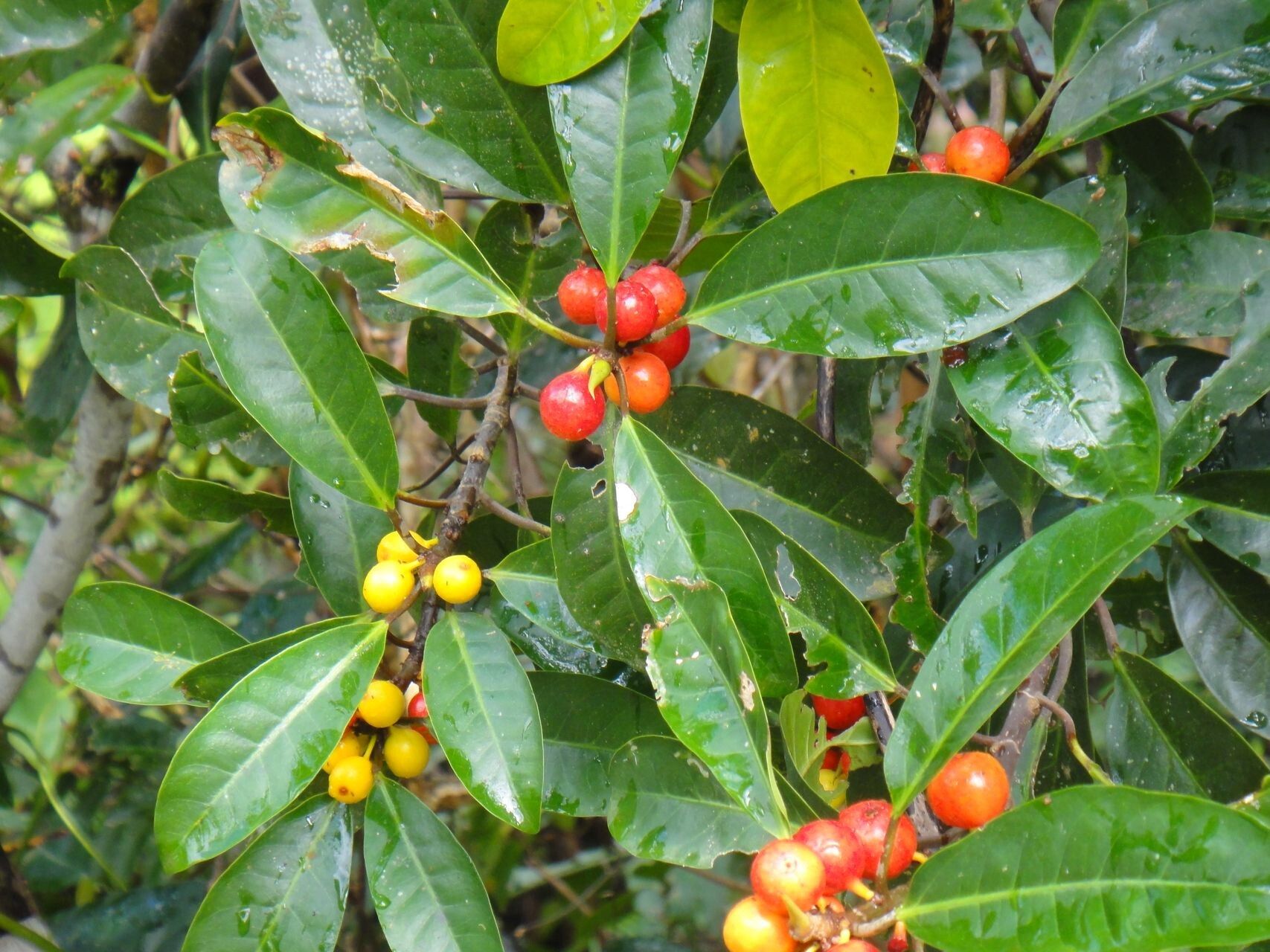 Ficus mutabilis — search result for 'Moraceae'