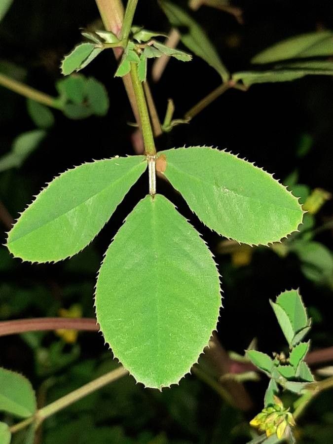 Trigonella esculenta — houseplant care guide