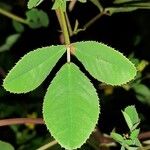 Trigonella esculenta