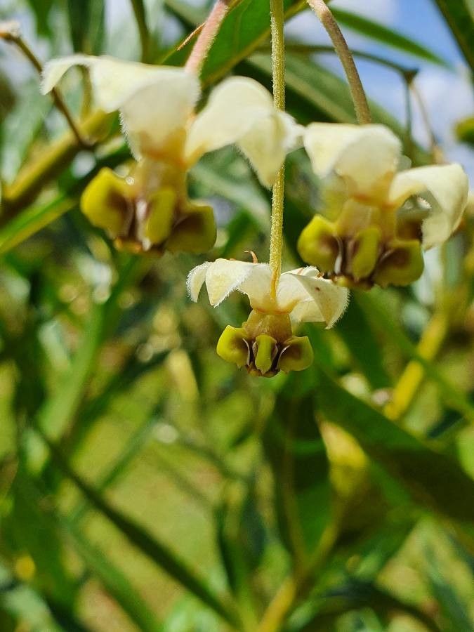 Gomphocarpus semilunatus flower