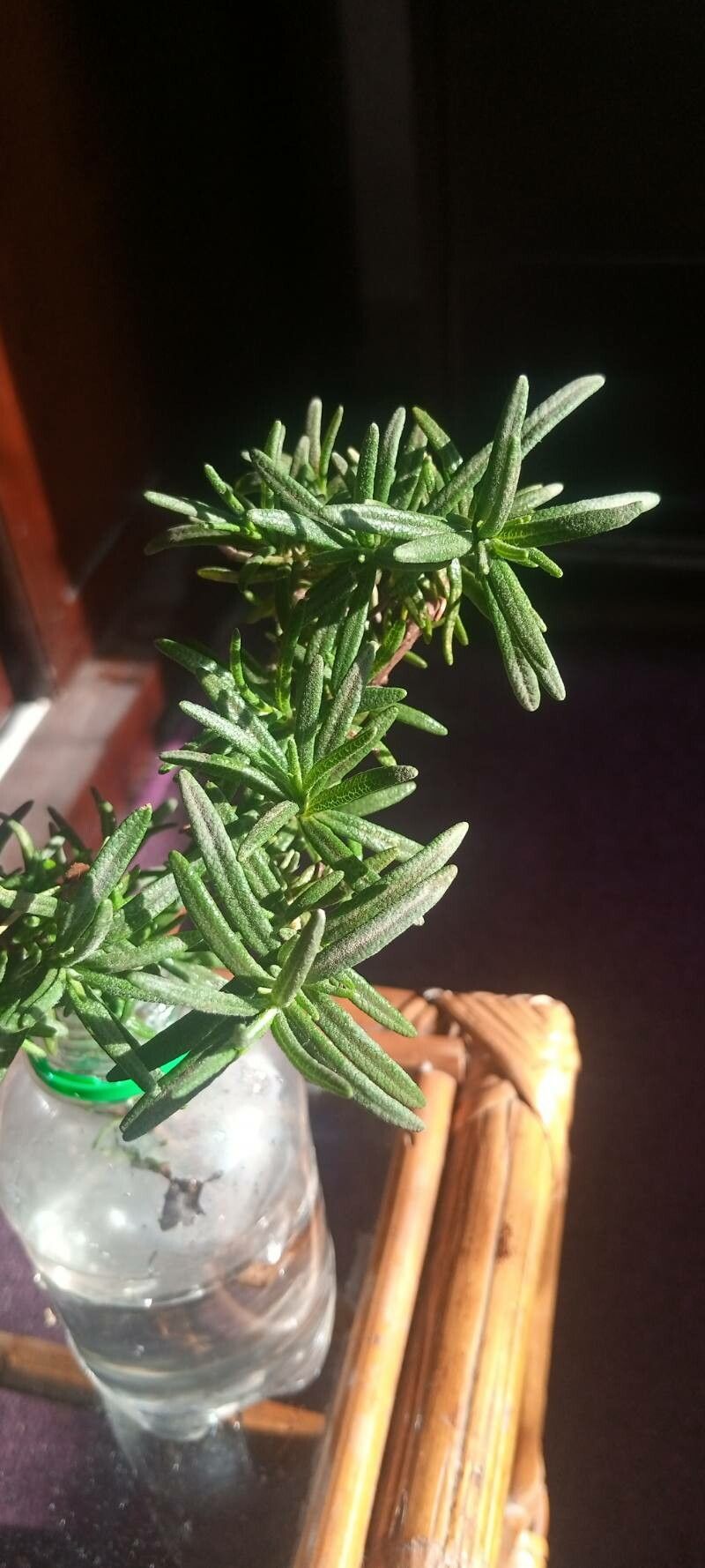 Salvia × lavandulacea fruit