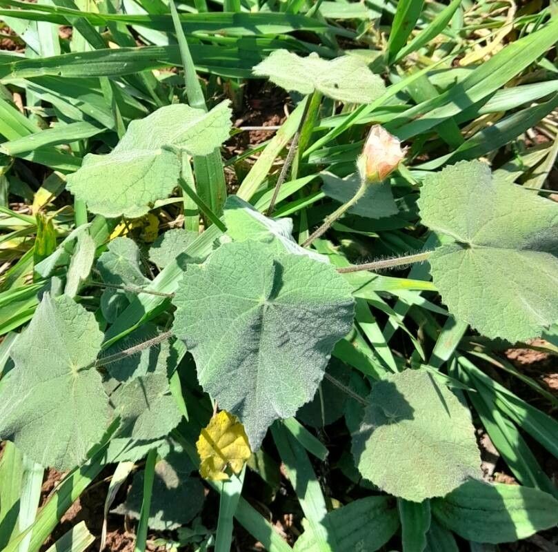 Callianthe pauciflora habit