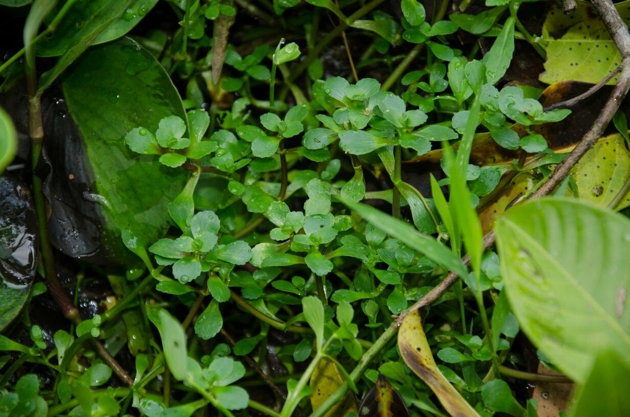 Bacopa egensis habit