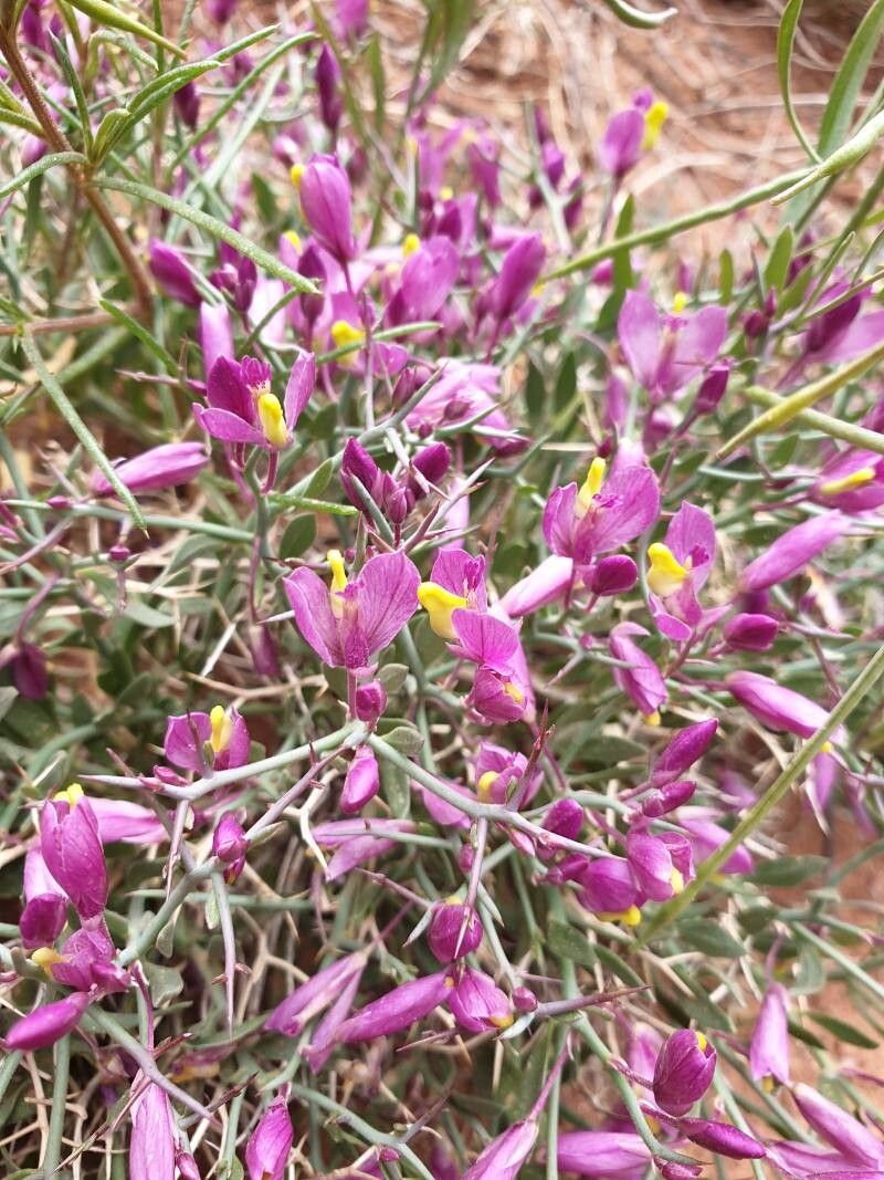 Rhinotropis heterorhyncha — related species from the same genus