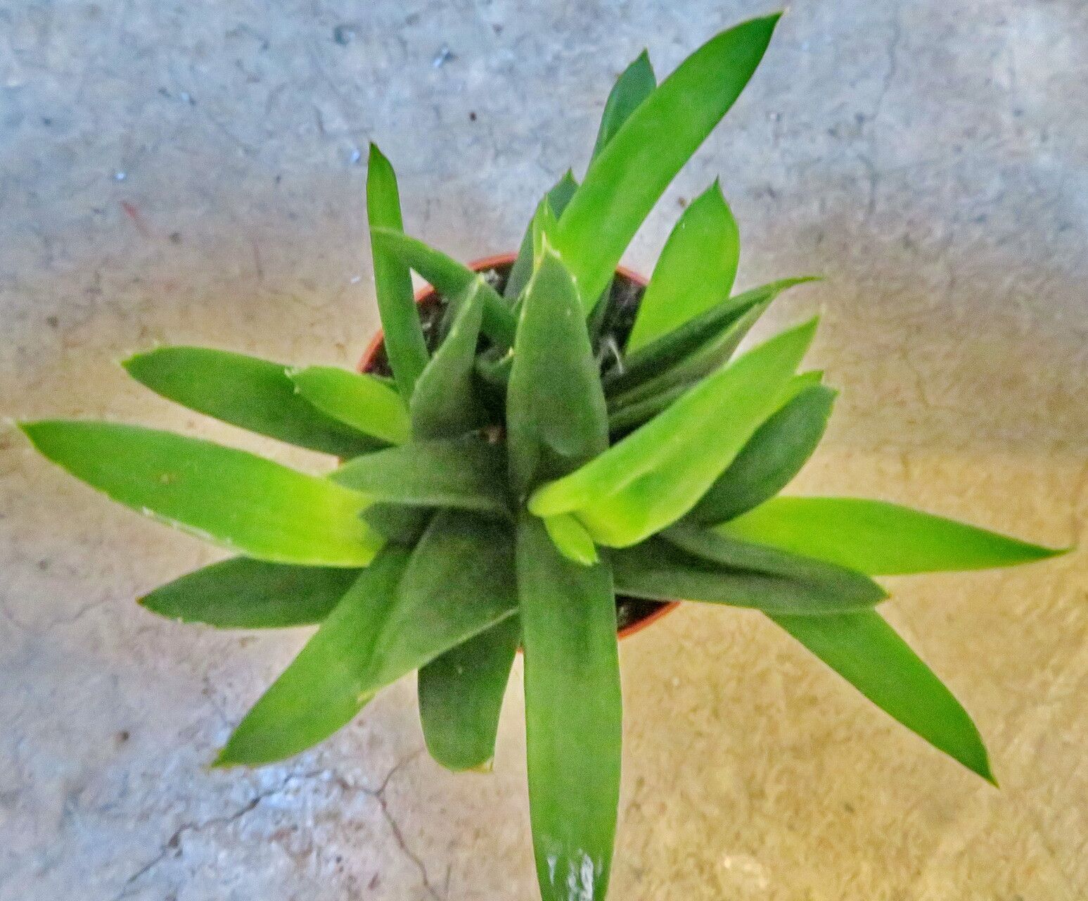 Astroloba pentagona habit