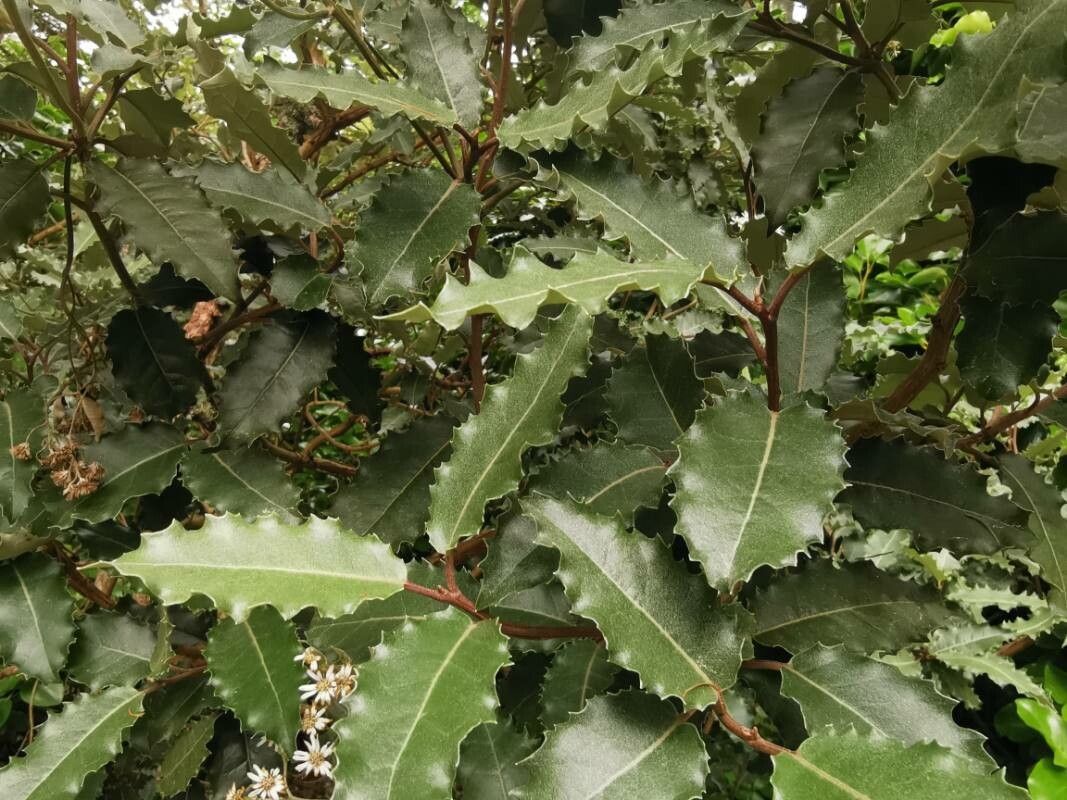 Olearia macrodonta leaf