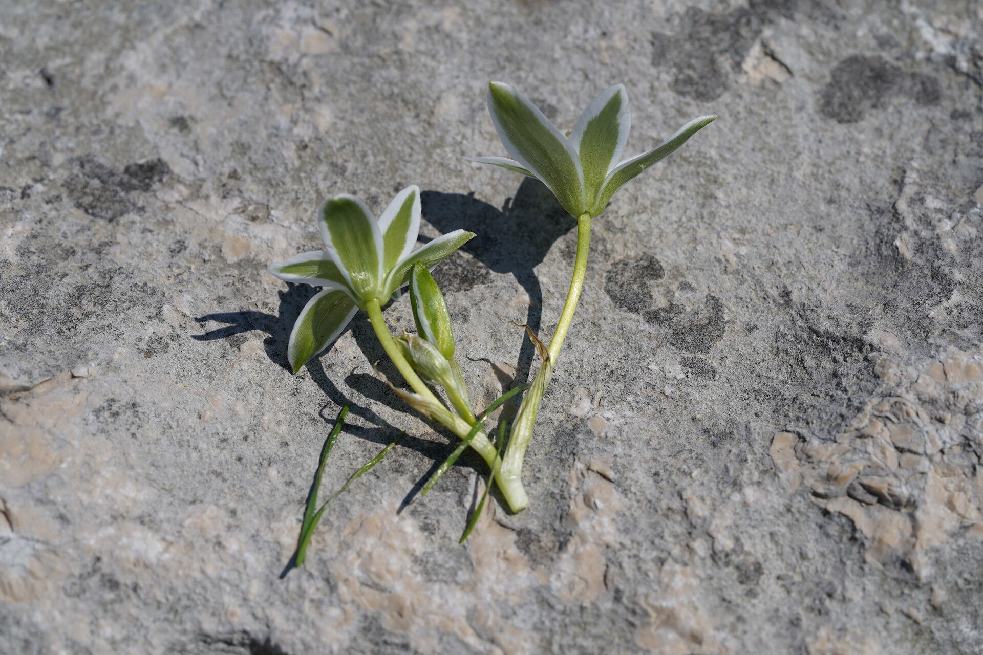 Ornithogalum dalmaticum flower