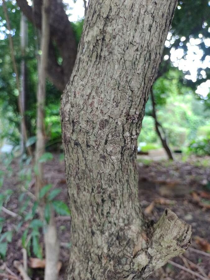 Jacaranda obovata bark