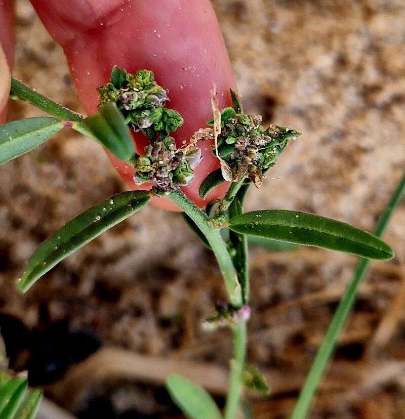 Polygala erioptera fruit