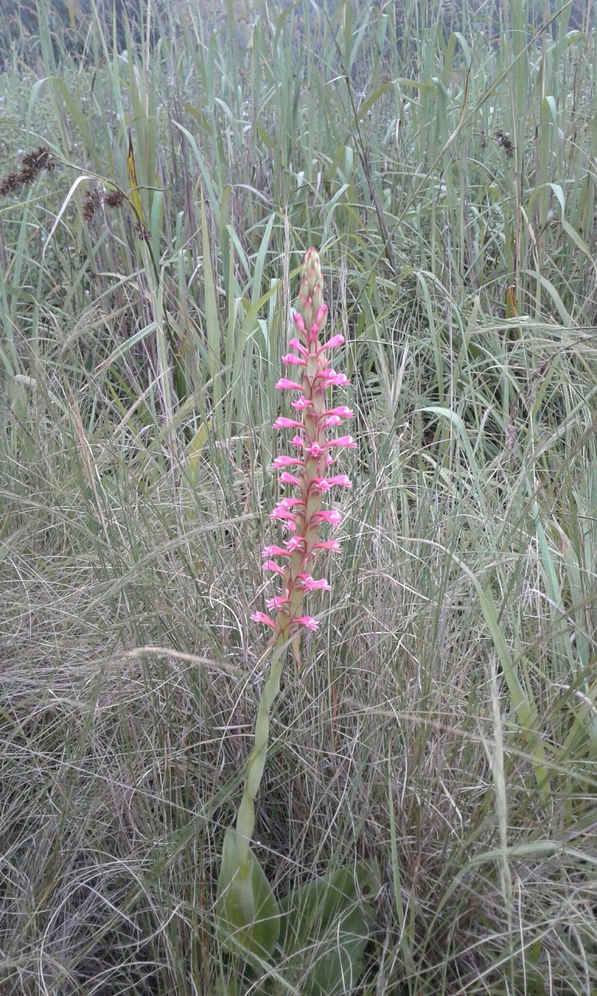 Satyrium macrophyllum flower