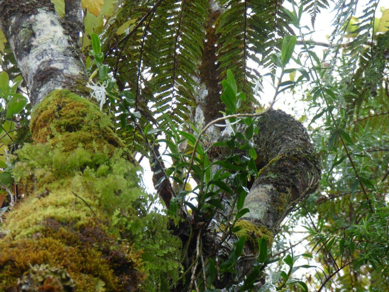 Jumellea rossii habit