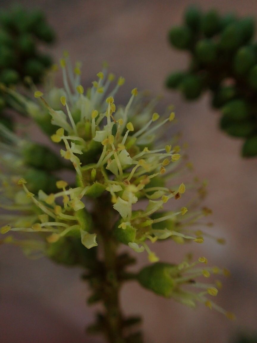 Combretum rabiense — houseplant care guide