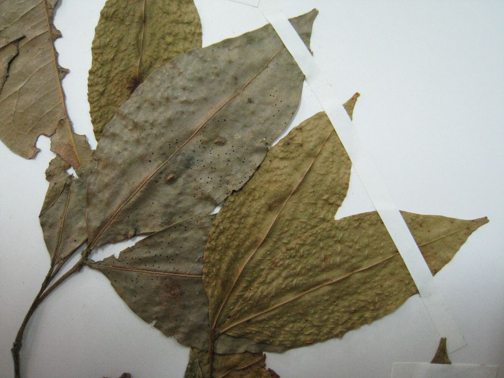 Cynometra hostmanniana other