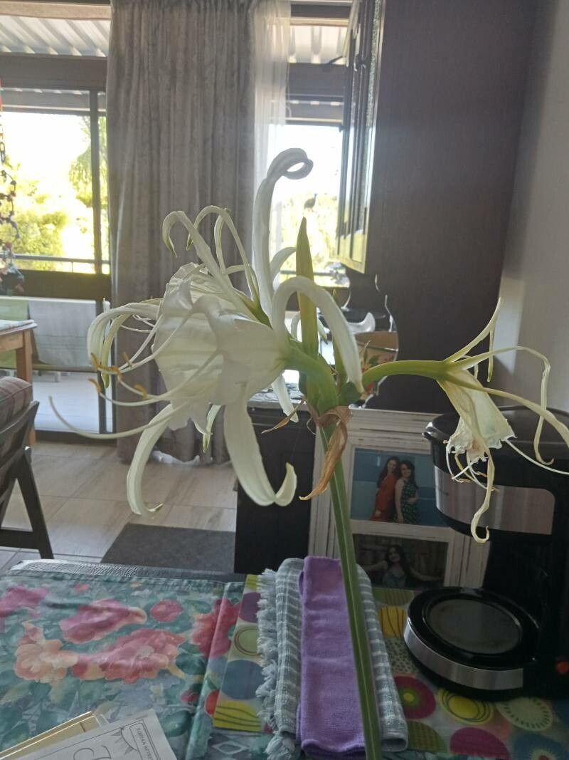 Hymenocallis rotata — search result for 'Hymenocallis'