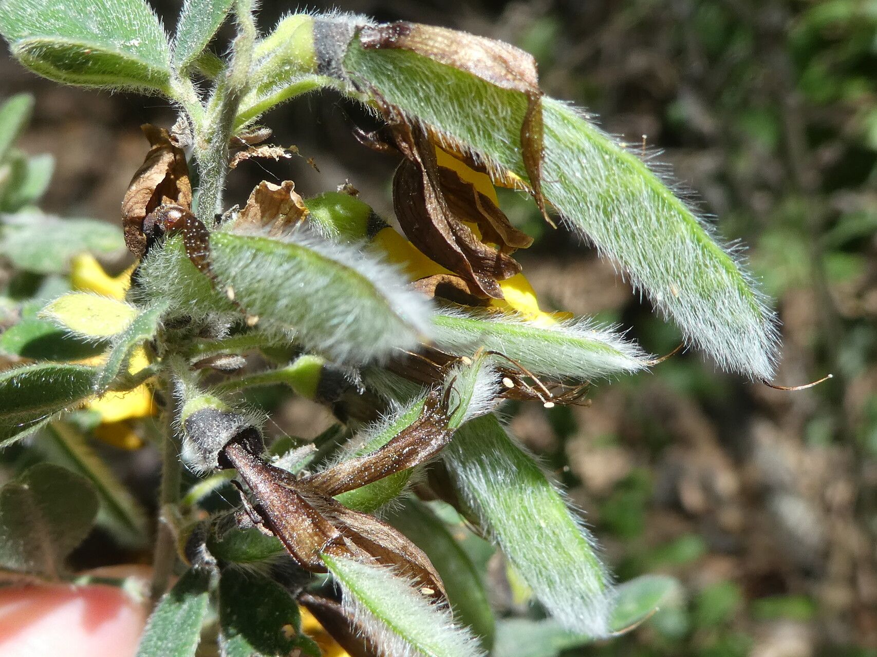 Cytisus triflorus fruit