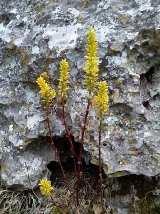 Umbilicus parviflorus flower