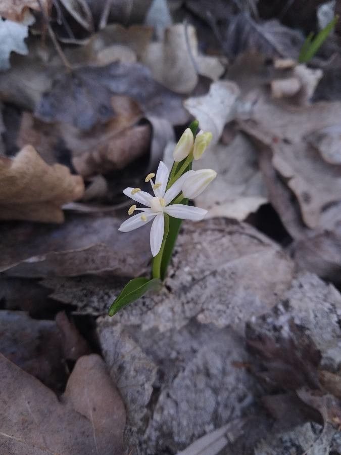Albuca dyeri — houseplant care guide