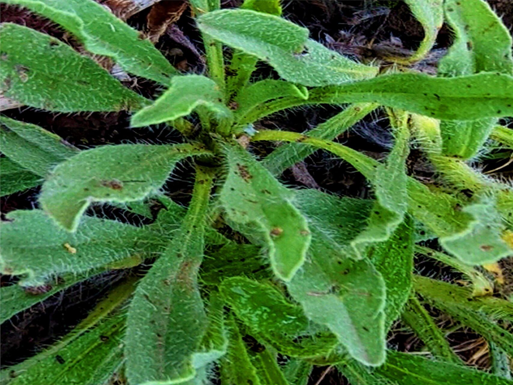 Oreocarya thyrsiflora — search result for 'Cryptantha'
