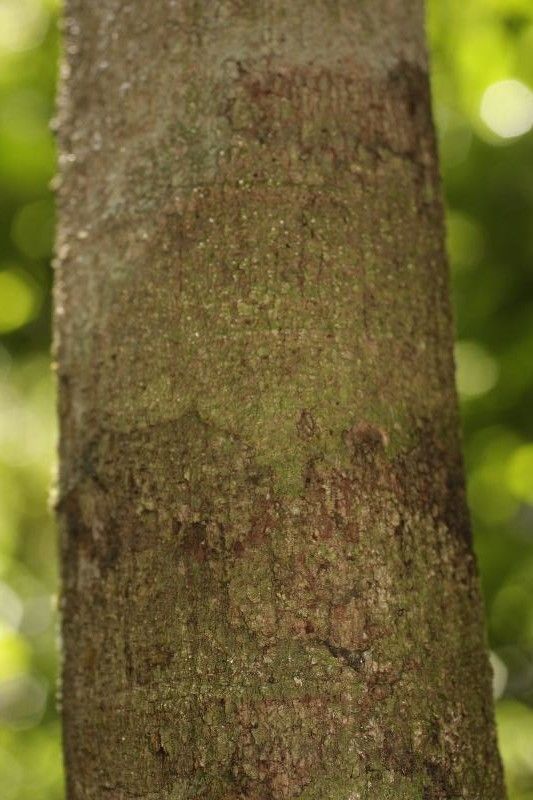 Abarema gallorum bark