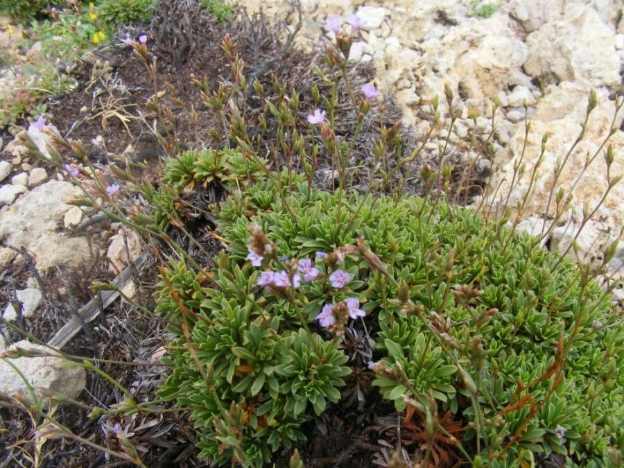 Limonium letourneuxii flower