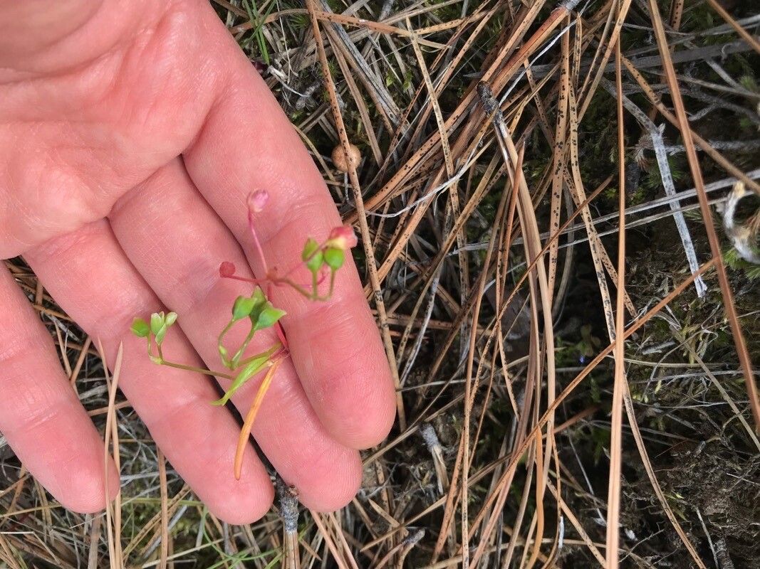 Montia linearis flower