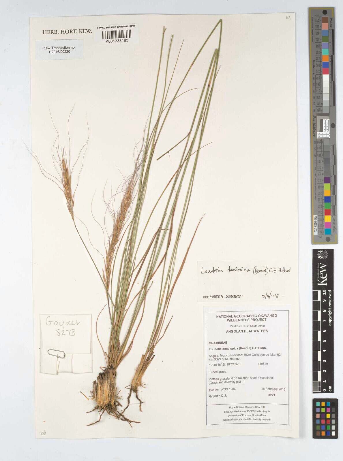 Loudetia densispica — houseplant care guide