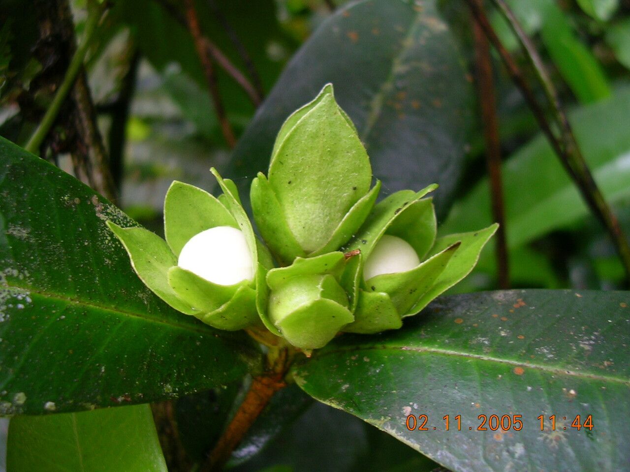 Eugenia puberula fruit