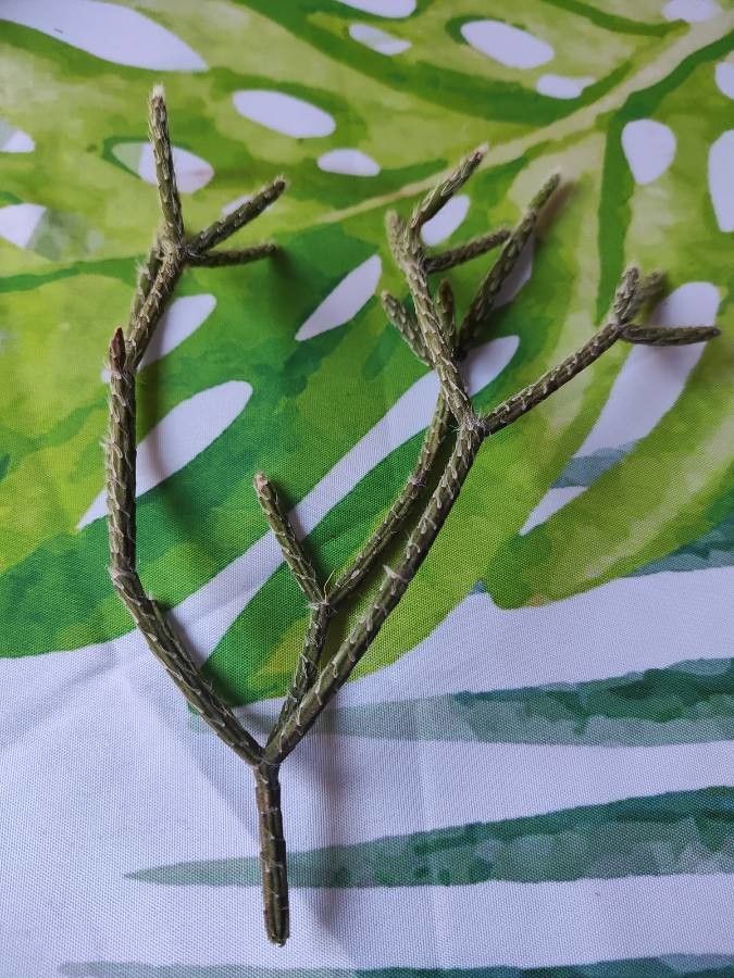 Cynanchum marnierianum leaf