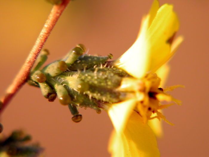 Calycadenia truncata flower