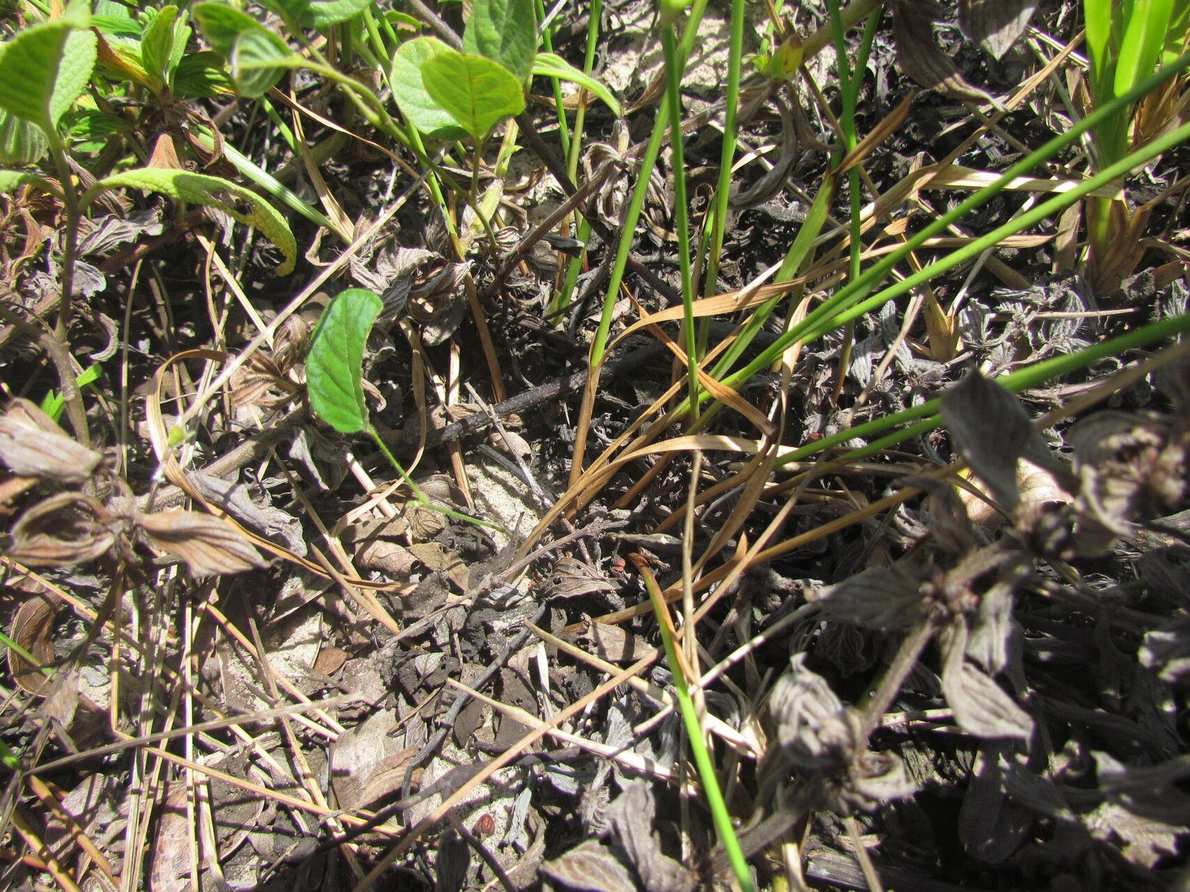 Cyperus obtusatus habit