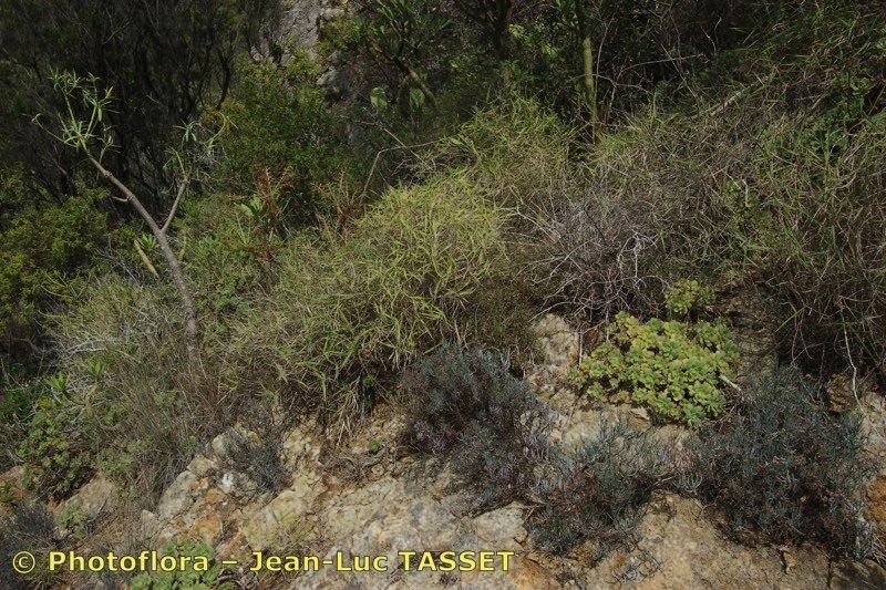 Brachypodium arbuscula habit