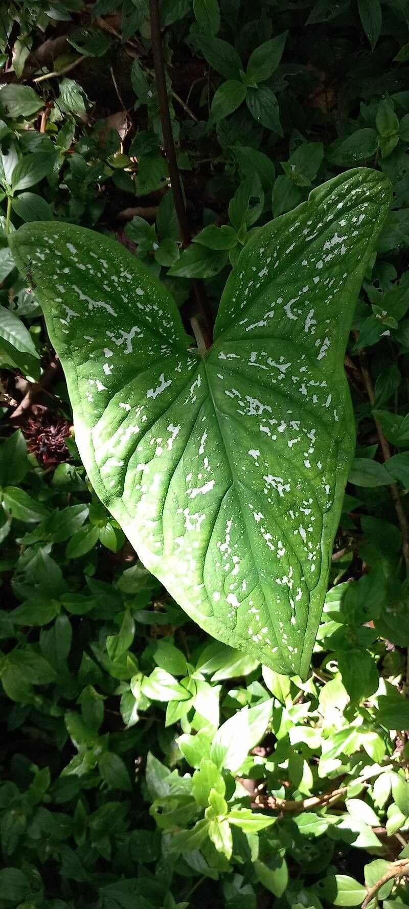 Xanthosoma conspurcatum