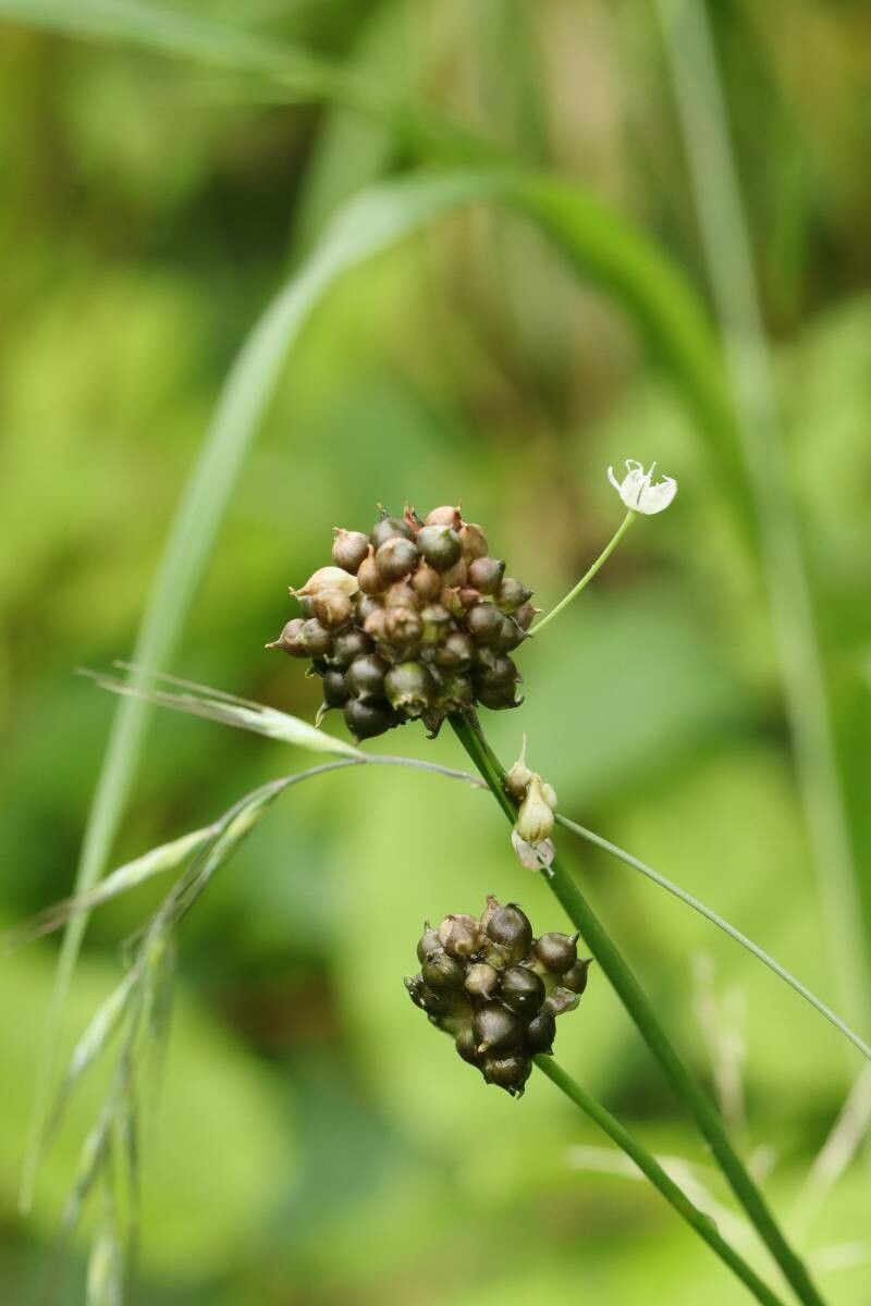Allium macrostemon — houseplant care guide